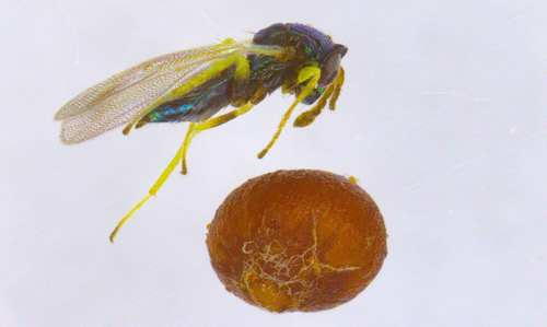 The parasitoid wasp Aprostocetus pattersonae (Chalcidoidea: Eulophidae) that emerged from a gall of Neuroterus saltatorius.
