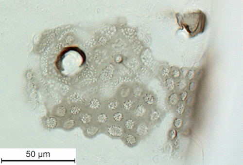Diphyllaphis microtrema Quednau siphunculus.