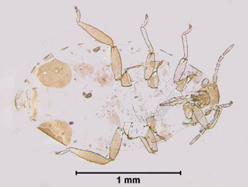 Diphyllaphis microtrema Quednau ovipara. 