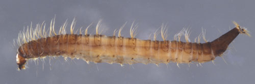 psychodidae larvae