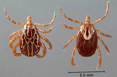 Adult male (left) and female (right) Gulf Coast ticks, Amblyomma maculatum Koch. 