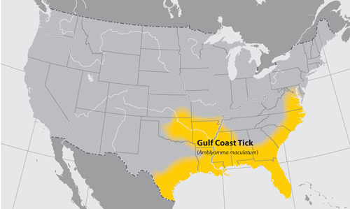 Distribution of the Gulf Coast tick, Amblyomma maculatum Koch, in the United States.