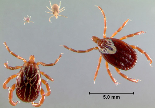 Active life stages of Gulf Coast ticks, Amblyomma maculatum Koch, from top left clockwise: larva, nymph, adult female, and adult male.