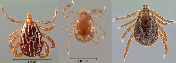 Dorsal views of a Gulf Coast tick, Amblyomma maculatum Koch, left, Lone star tick, Amblyomma americanum (L.), center, and American dog tick, Dermacentor variabilis (Say), right, adult males. 