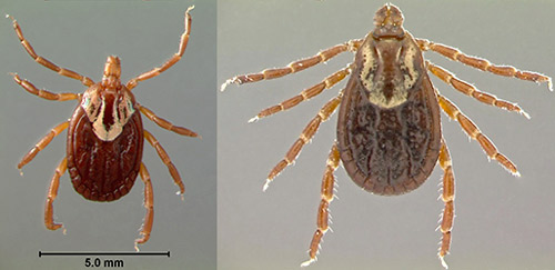 Dorsal view of an adult female Gulf Coast tick, Amblyomma maculatum Koch, left, and an American dog tick, Dermacentor variabilis (Say), right. 