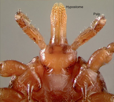Mouthparts of an adult Gulf Coast tick, Amblyomma maculatum Koch. The barbed hypostome, surrounded laterally by a pair of palps, is inserted into a host’s skin to take a blood meal. 