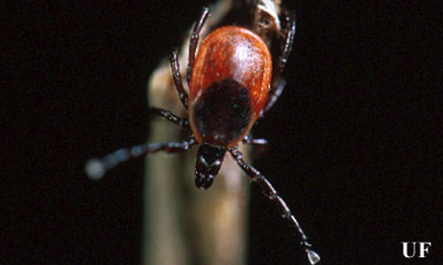 Female blacklegged tick, Ixodes scapularis Say, questing on a stick. 