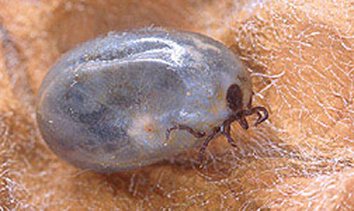 Adult female blacklegged tick, Ixodes scapularis Say, engorged after a blood meal. 