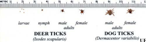 The life cycle and approximate sizes of the blacklegged tick, Ixodes scapularis Say, compared with the American dog tick, Dermacentor variabilis Say. 