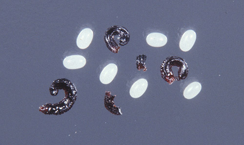 Eggs (white objects) of the closely related cat flea, Ctenocephalides felis, and adult flea excrement. 