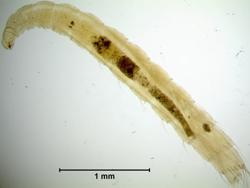 Ctenocephalides canis larva, with the head capsule on the left. 