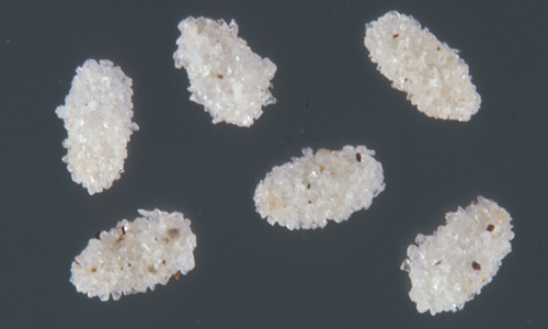 Cocoons of the closely-related cat flea, Ctenocephalides felis, covered with silica sand granules. 