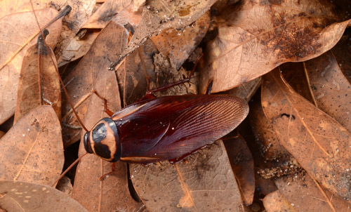 Dorsal view of an adult Australian cockroach, Periplaneta australasiae Fabricius. 