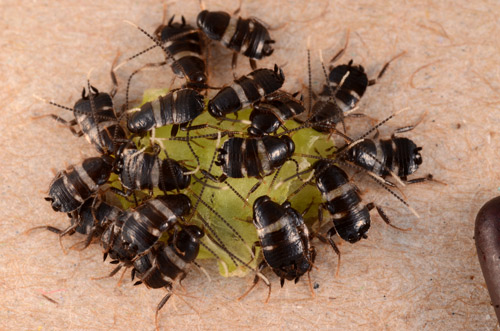 Australian cockroach, Periplaneta australasiae Fabricius nymphs feeding in a group. 
