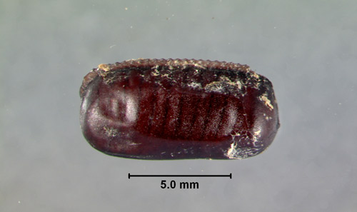 fully developed and detached ootheca of the Australian cockroach, Periplaneta australasiae Fabricius. 