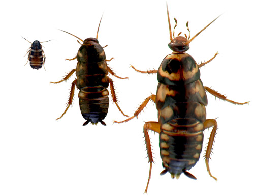 First, third and fifth instar nymphs of the Australian cockroach, Periplaneta australasiae Fabricius.