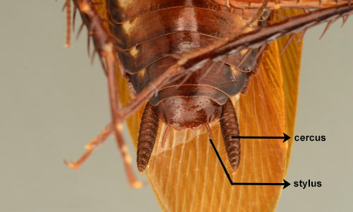 View of the ventral side of the posterior abdomen of an adult male Australian cockroach, Periplaneta australasiae Fabricius. Note the larger pair of cerci and the smaller pair of stili projecting from the tip of the abdomen.