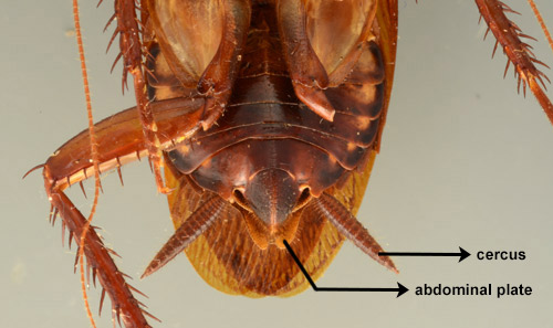 View of the ventral side of the posterior abdomen of an adult female Australian cockroach, Periplaneta australasiae Fabricius.