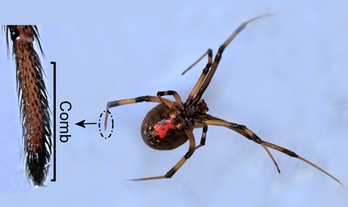 Female brown widow spider, Latrodectus geometricus Koch, tarsal comb.