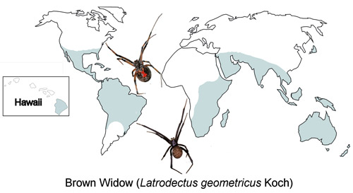 Brown widow spider, Latrodectus geometricus, distribution map.