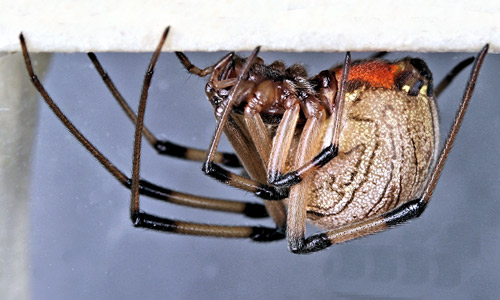 Female brown widow spider, Latrodectus geometricus Koch (nearly white coloration). 