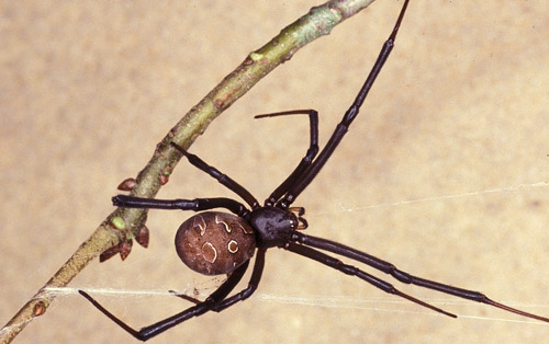 Female brown widow spider, Latrodectus geometricus Koch (tan coloration).