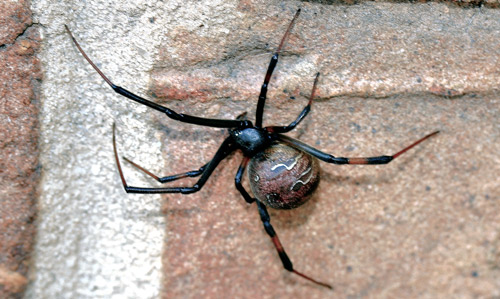 Female brown widow spider, Latrodectus geometricus Koch (brick-red coloration). 