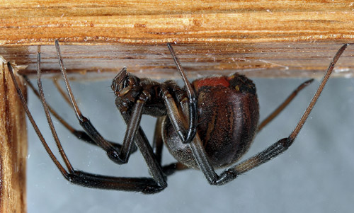 Female brown widow spider, Latrodectus geometricus Koch (dark brown coloration). 