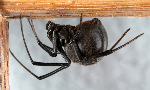 Female brown widow spider, Latrodectus geometricus Koch (nearly black coloration). 