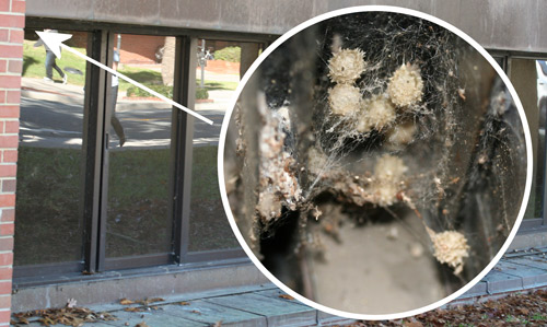 Windows of Marston Science Library (University of Florida) with numerous egg sacs (inset) of brown widow spiders (Latrodectus geometricus Koch).