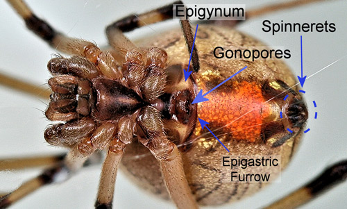 Ventral view of female brown widow spider, Latrodectus geometricus Koch, showing spinnerets, epigynum, and epigastric furrow. 