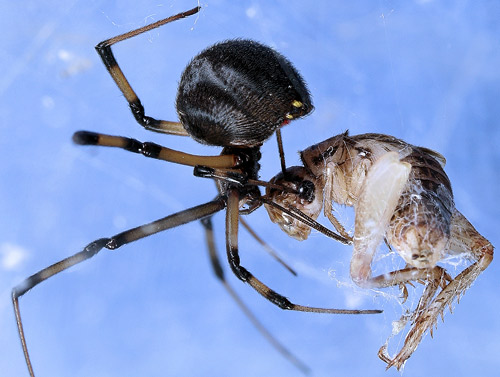 Female brown widow spider, Latrodectus geometricus Koch, biting prey. 