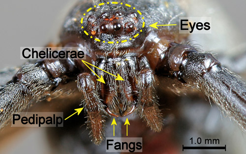 Front of female brown widow spider, Latrodectus geometricus Koch, cephalothorax showing pedipalps, chelicerae, fangs and eyes.