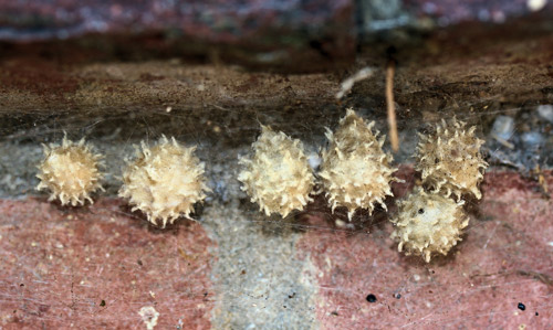 Cluster of brown widow spider, Latrodectus geometricus Koch, egg sacs.