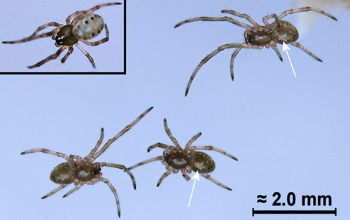 Ventral view of brown widow, Latrodectus geometricus Koch, spiderlings (from opened egg sac) that have developed patterns. Note white hour glass pattern (arrows). Inset = dorsal view of spiderling. 