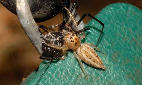 Jumping spider, Colonus sylvanus (Hentz) (Salticidae) with brown widow, Latrodectus geometricus Koch, prey.