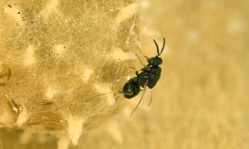 Philolema lactrodecti Fulloway (Hymenoptera: Eurytomidae) parasitoid on brown widow spider (Latrodectus geometricus Koch) egg sac.