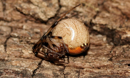 Female brown widow spider, Latrodectus geometricus Koch, feigning death (thanatosis) with legs folded against the body. 