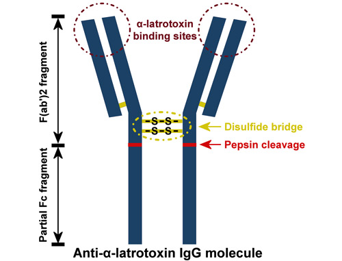 Diagram of anti α-latrotoxin immunoglobulin G (IgG) antibody molecule illustrating pepsin digestion to prepare F(ab')2 fragment.