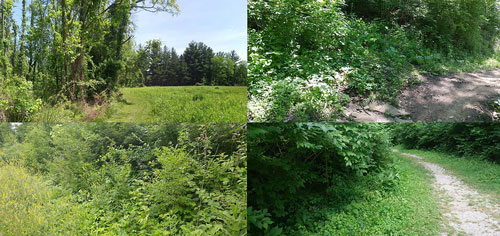 The habitat of Maevia inclemens (Walckenaer) found at the Cincinnati Nature Center in Cincinnati, Ohio
