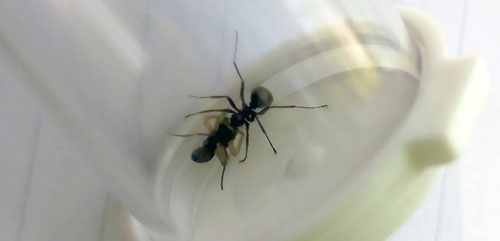 The ant, Formica subsericea (Say), eating a tufted Maevia inclemens (Walckenaer)male caught in the field. 