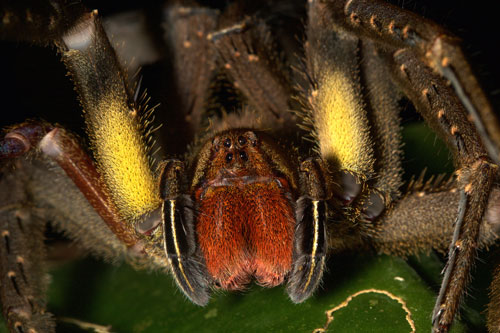 Head of a Phoneutria sp. spider in French Guiana