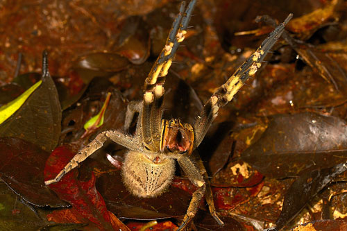 Characteristic threat display of Phoneutria species. When confronted by a potential predator, Phoneutria spiders assume a pose that makes the spider seem much larger, while displaying the contrasting colors on the underside of the forelegs. 