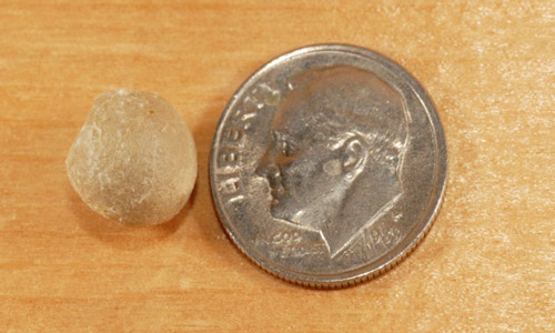 Egg sac of a Southern black widow, Latrodectus mactans (Fabricius). Southern black widow egg sacs are typically 1.0-1.25 cm across; the photo demonstrates the size in comparison to a dime. 