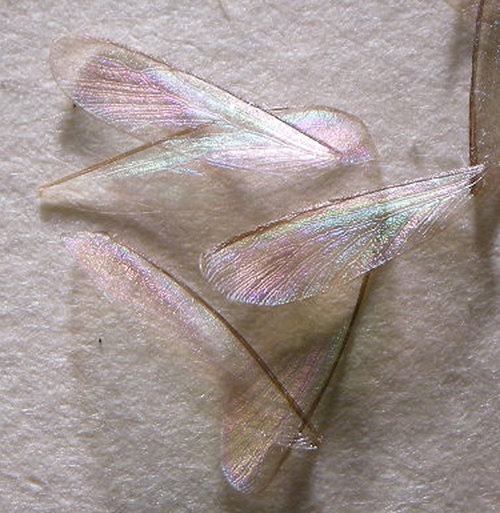 Cryptotermes brevis (Walker) wings. Photo by Rudolf H. Scheffrahn (rhsc@ufl.edu), University of Florida.