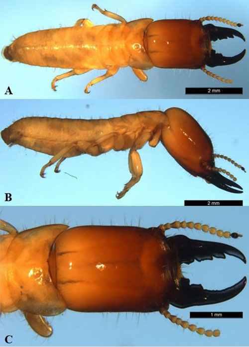 Dorsal view of a Kalotermes approximatus Snyder soldier (A). Lateral view of a K. approximatus soldier (B). Dorsal view of the pronotum and head capsule of a K. approximatus soldier (C). 