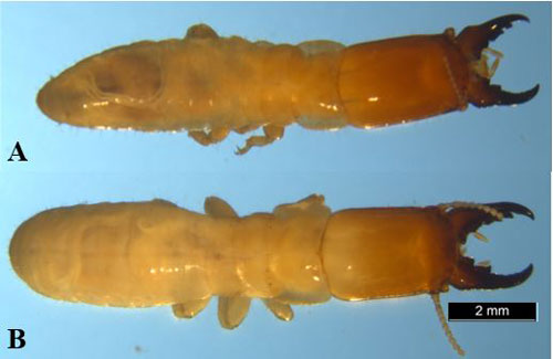 Dorsal view of a Kalotermes approximatus Snyder soldier (A) and a Kalotermes flavicollis soldier (Fabricius) (B).