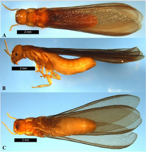 Dorsal view of a Kalotermes approximatus Snyder alate (A). Lateral view of a K. approximatus alate (B). Ventral view of a K. approximatus alate (C).