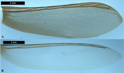The right forewing of a Kalotermes approximatus Snyder alate (A). The right forewing of a Kalotermes flavicollis (Fabricius) alate (B).