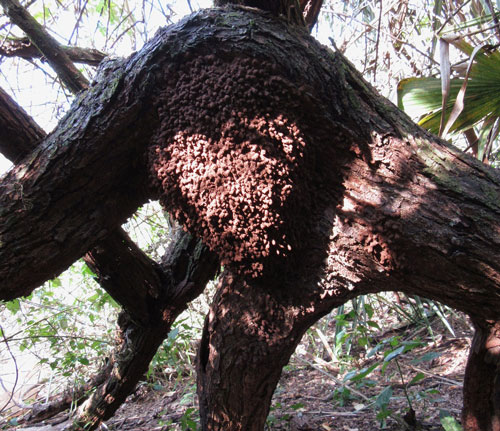 Nasutitermes corniger (Motschulsky) nest in a Schinus terebinthifolius Raddi tree.